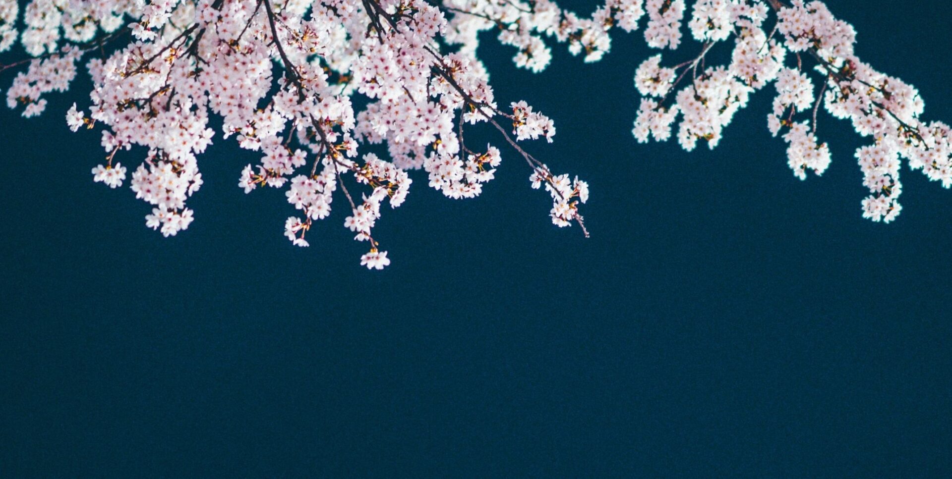 cherry blossoms on blue background